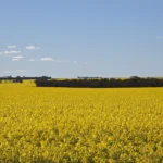 Canola