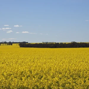 Read more about the article Canola