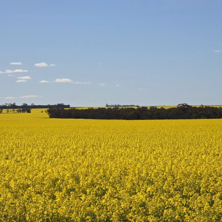 A bright yellow canola crop.